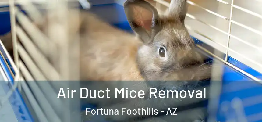  Air Duct Mice Removal Fortuna Foothills - AZ